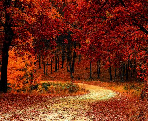 fall foliage desktop backgrounds|fall wallpaper for iphone.